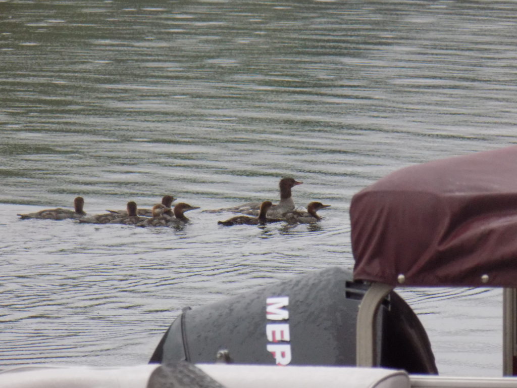 A family of ducks, house sitting and travel