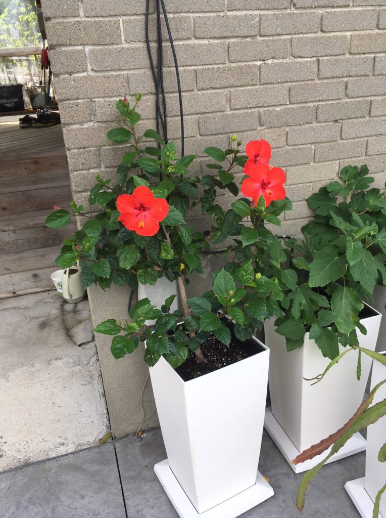 Hibiscus, Ottawa, house sitting,, plants