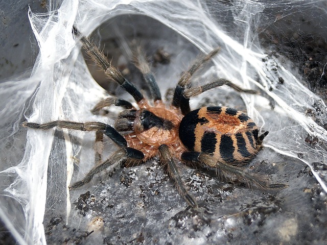 Mexican Tarantula, Spider Web