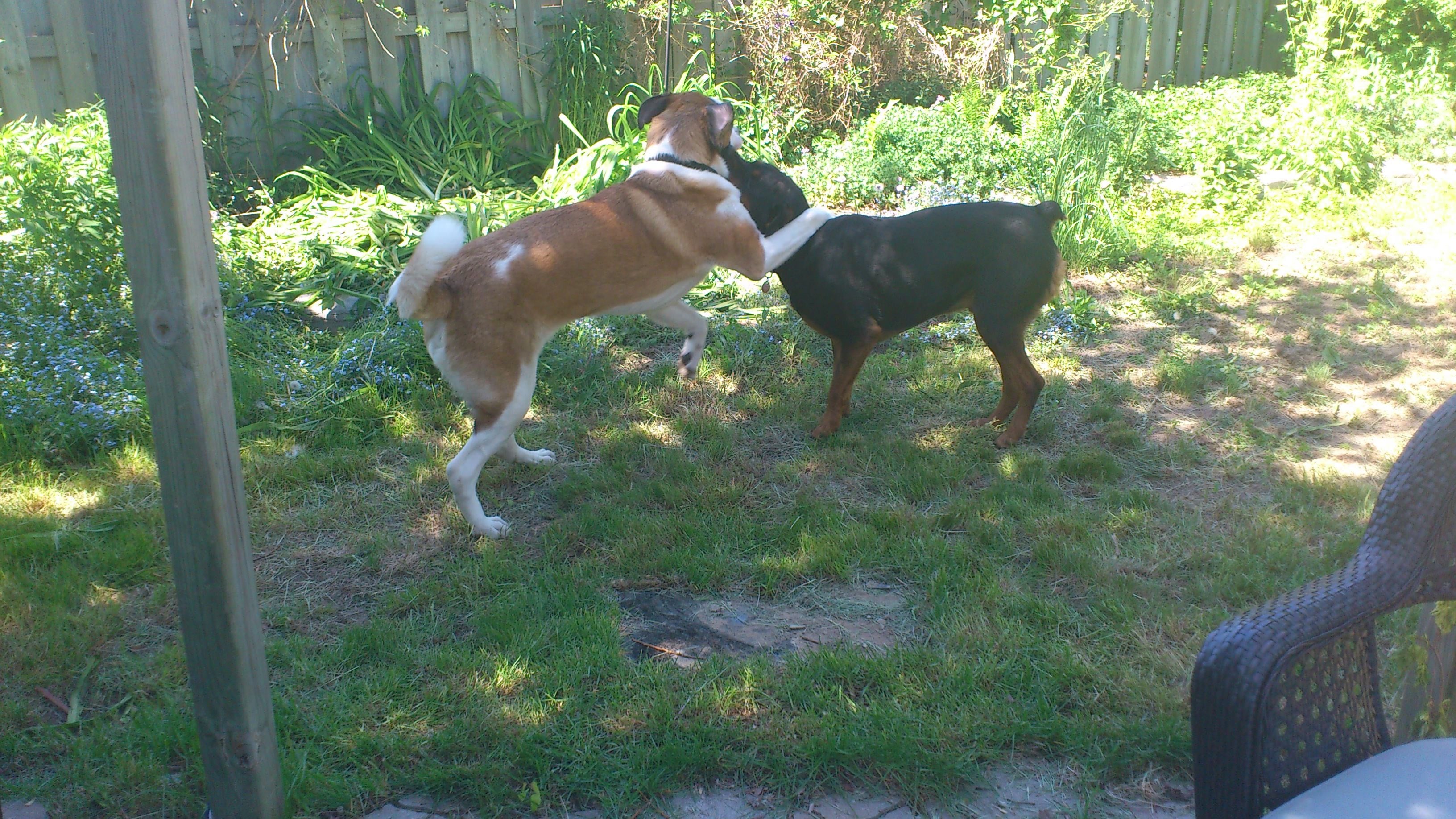 A St. Bernard and a Rottweiler playing