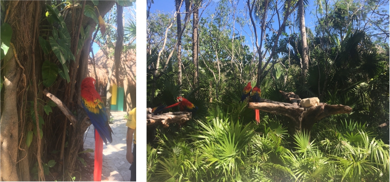 Macaws, Xel-Ha Park