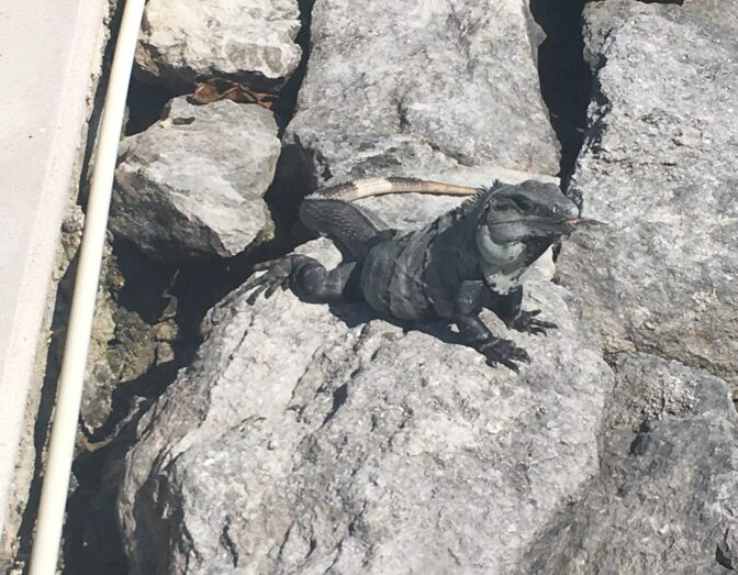 Iguana among the rocks