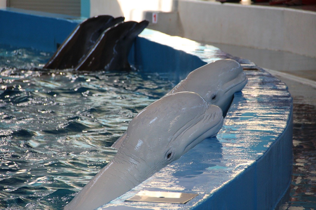 Dolphinarium, Plight of Dolphins