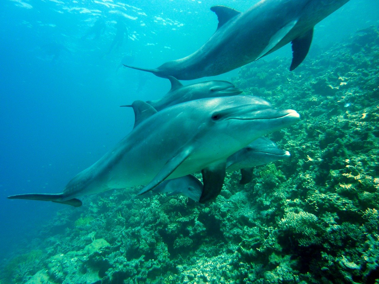Family of Dolphins, plight of dolphins