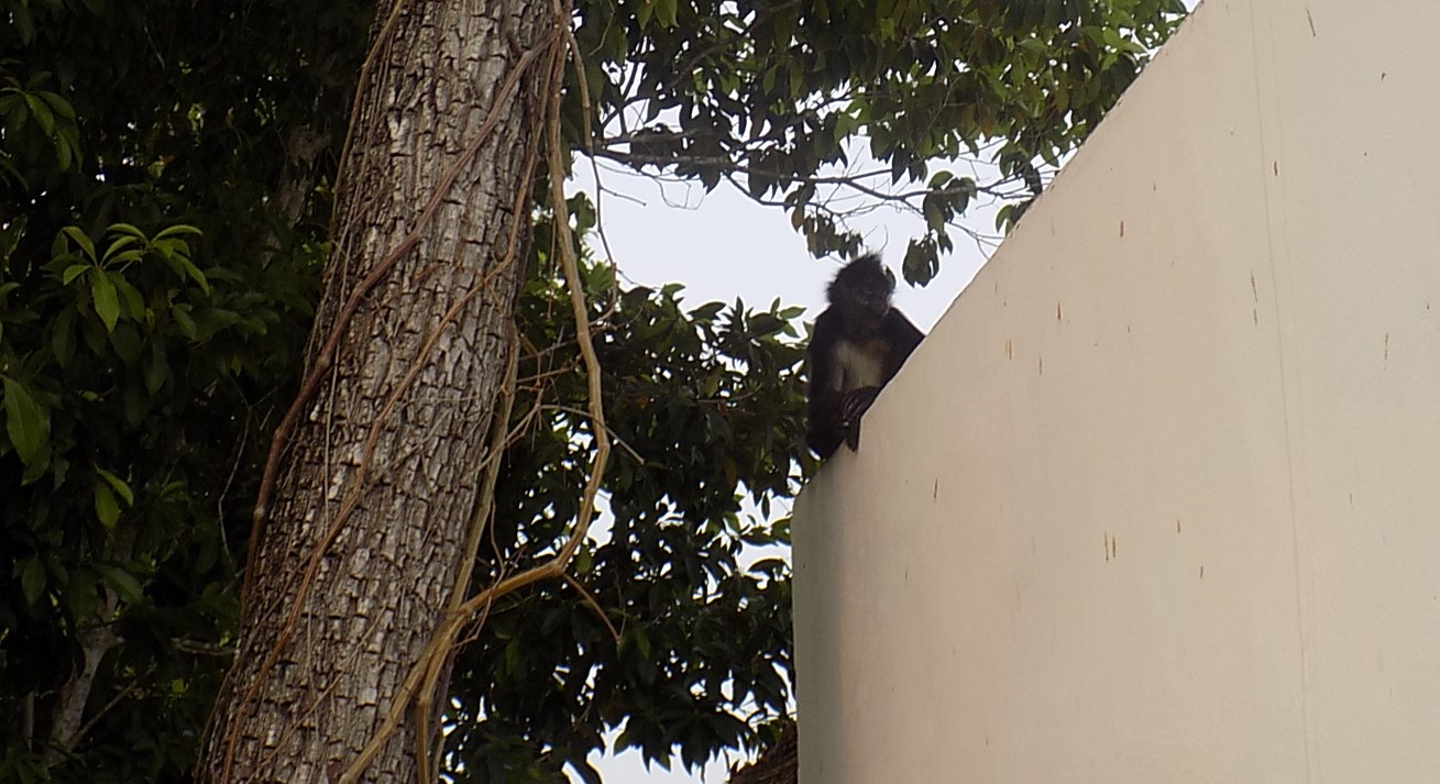 Monkey on a roof, Puerto Morelos