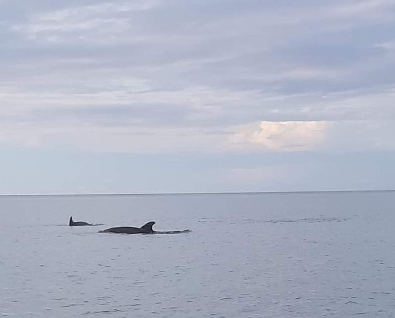 Dolphins, Isla Holbox