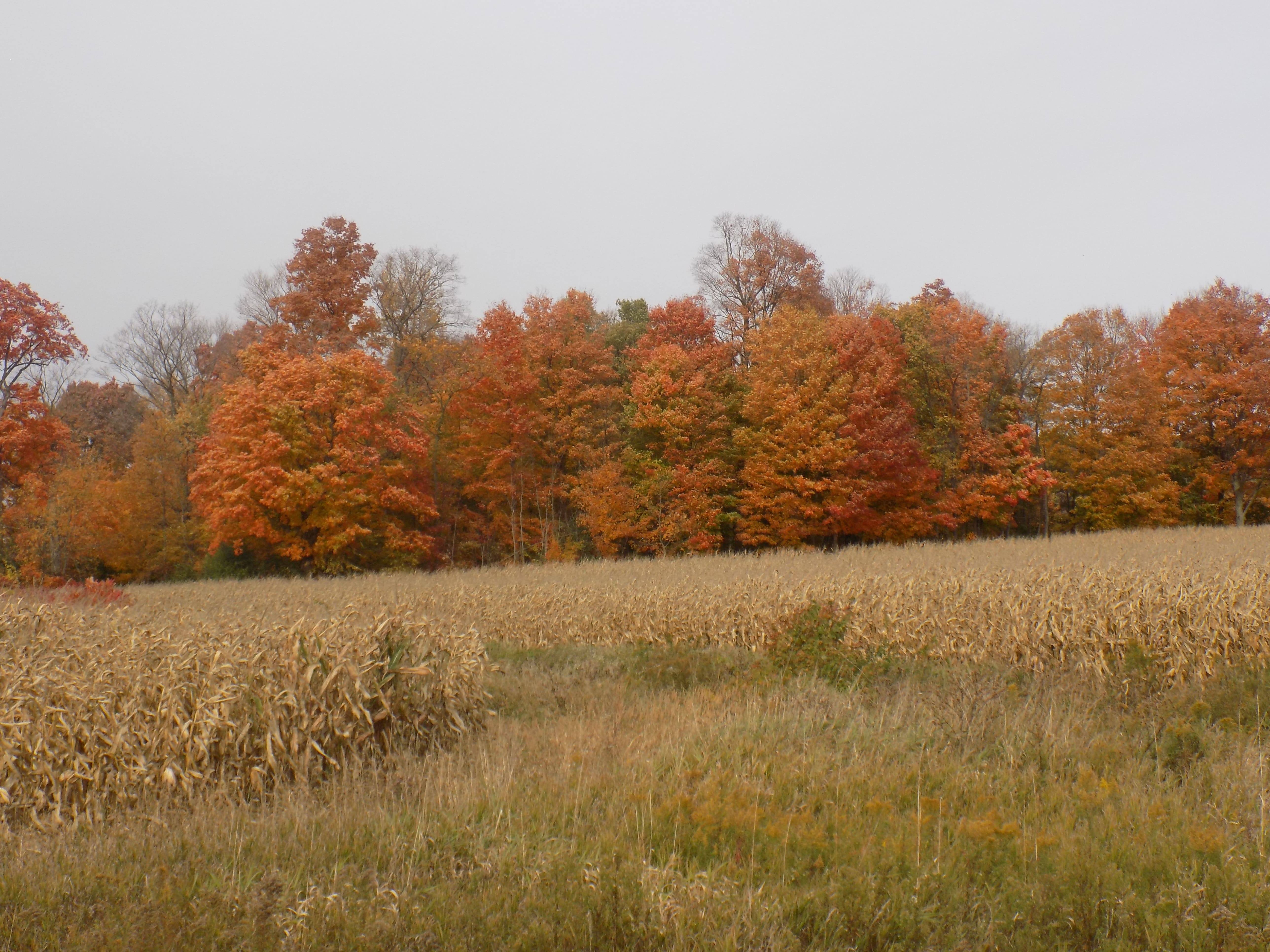 orange leaves, autumn, blue sky, field