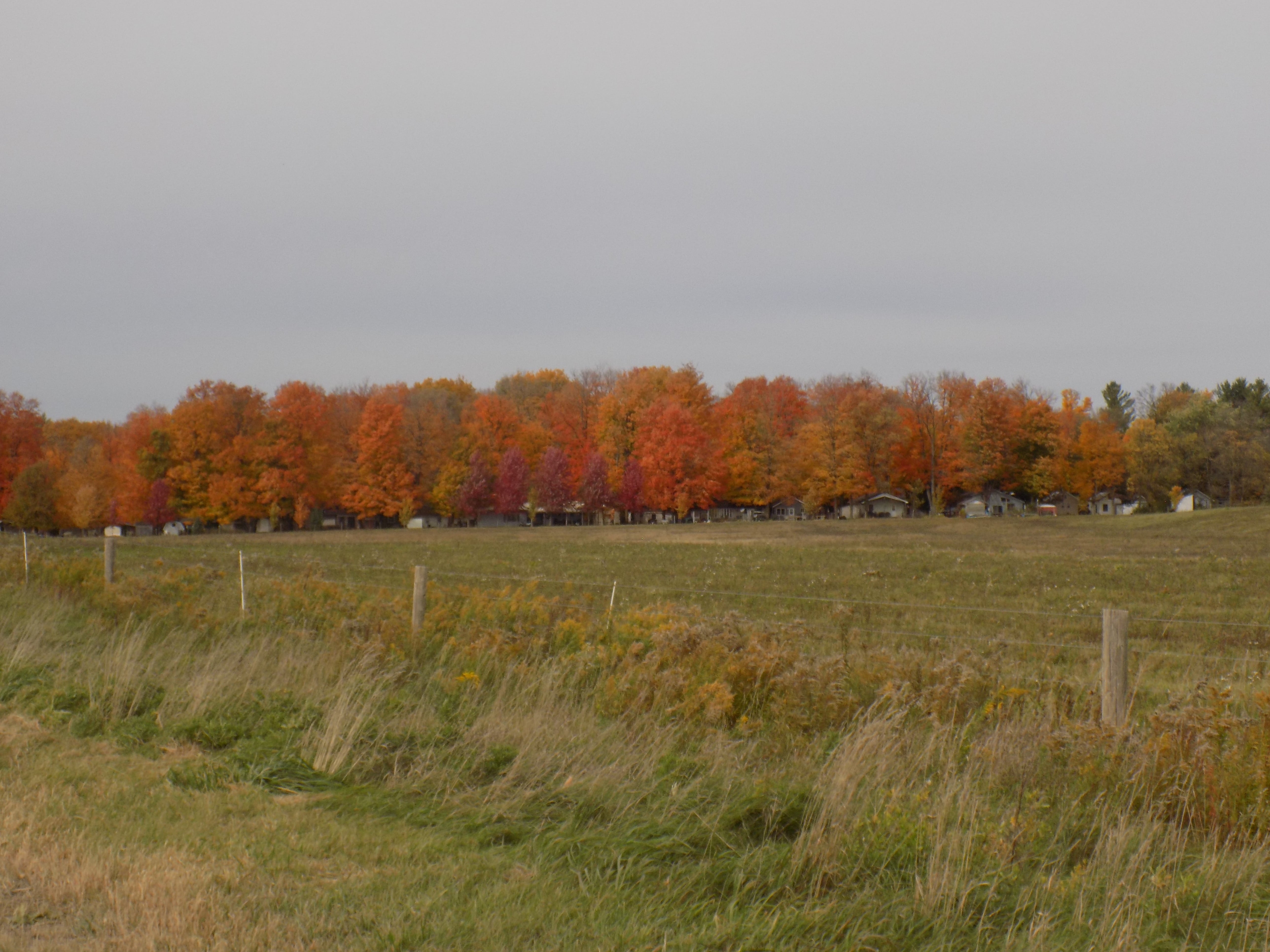 Blue sky, autumn, orange leaves, field, fence