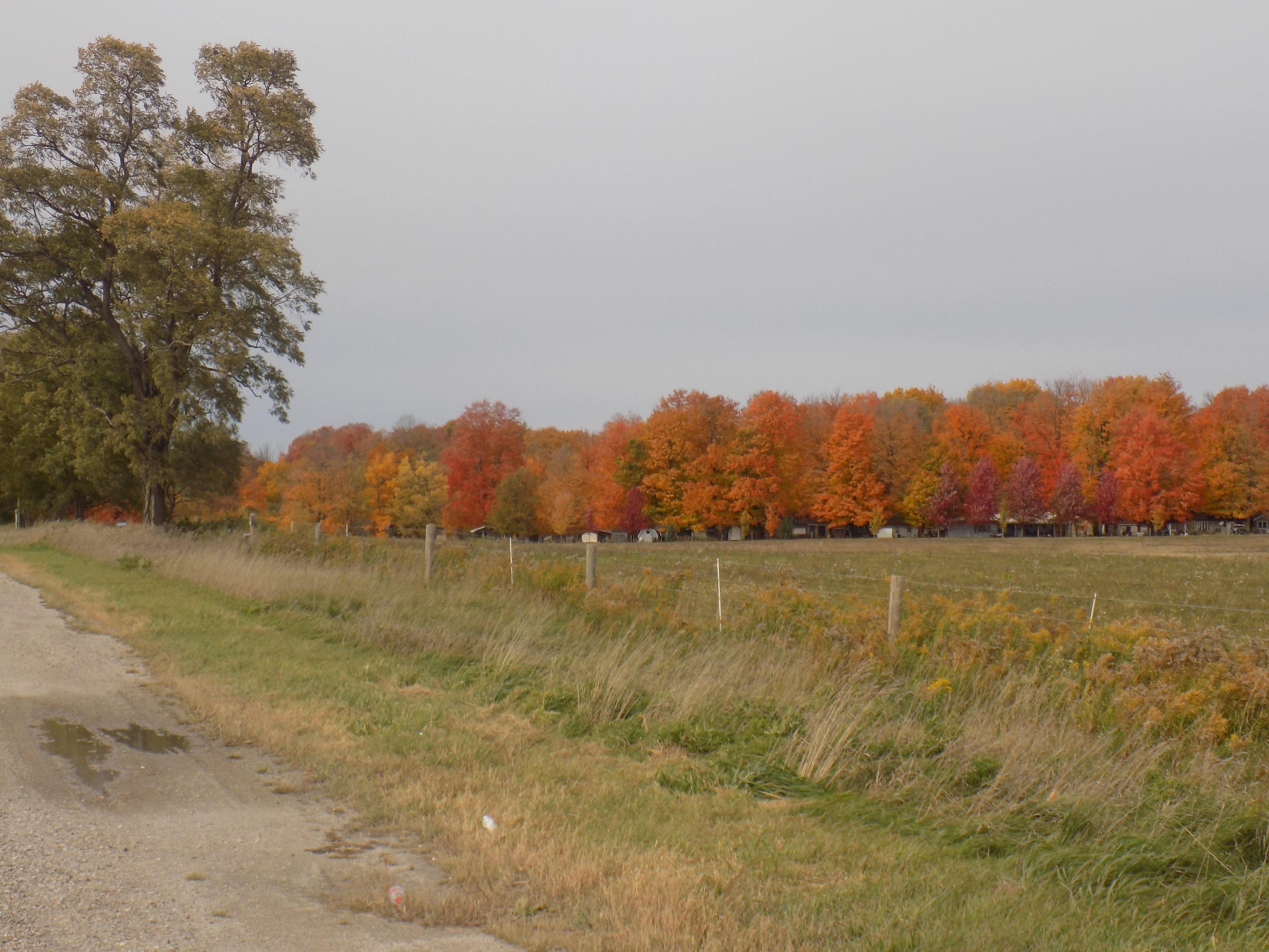 Tree, autumn, blue sky, field, road