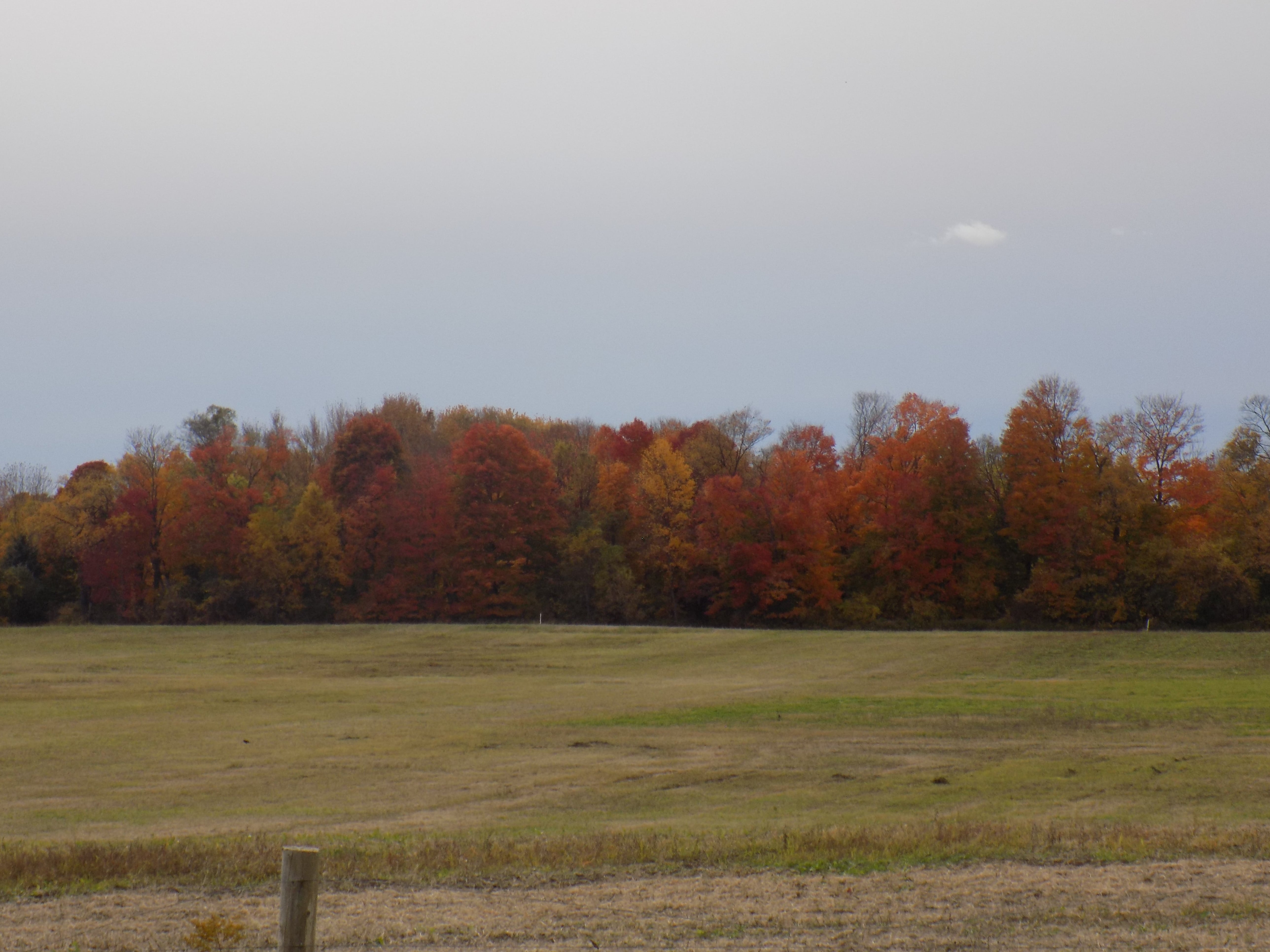 Blue sky, autumn, trees, field
