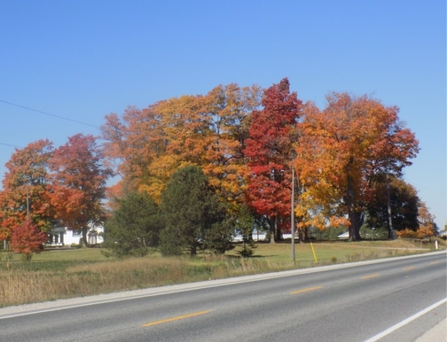Brigth blue sky, trees, fall, road