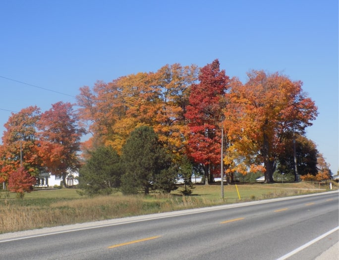 Brigth blue sky, trees, fall, road