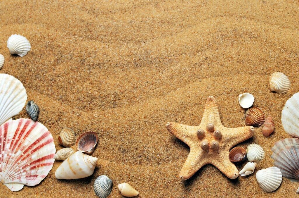 Sand, shells, starfish