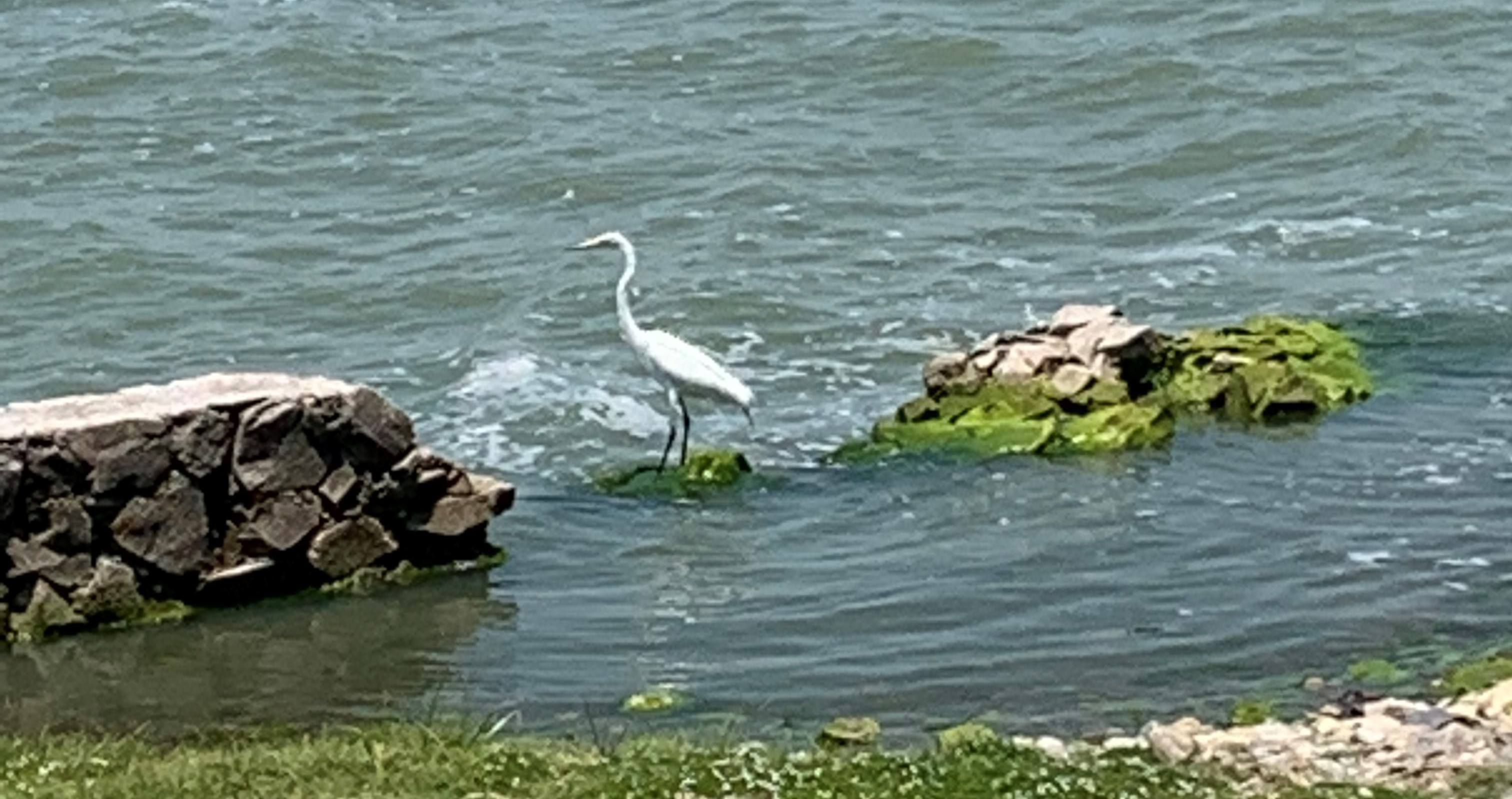 Heron, water, rocks, Pet Sitting in Mexico (Ajijic)