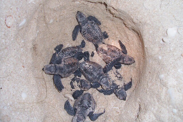 turtles, nesting, beach safety